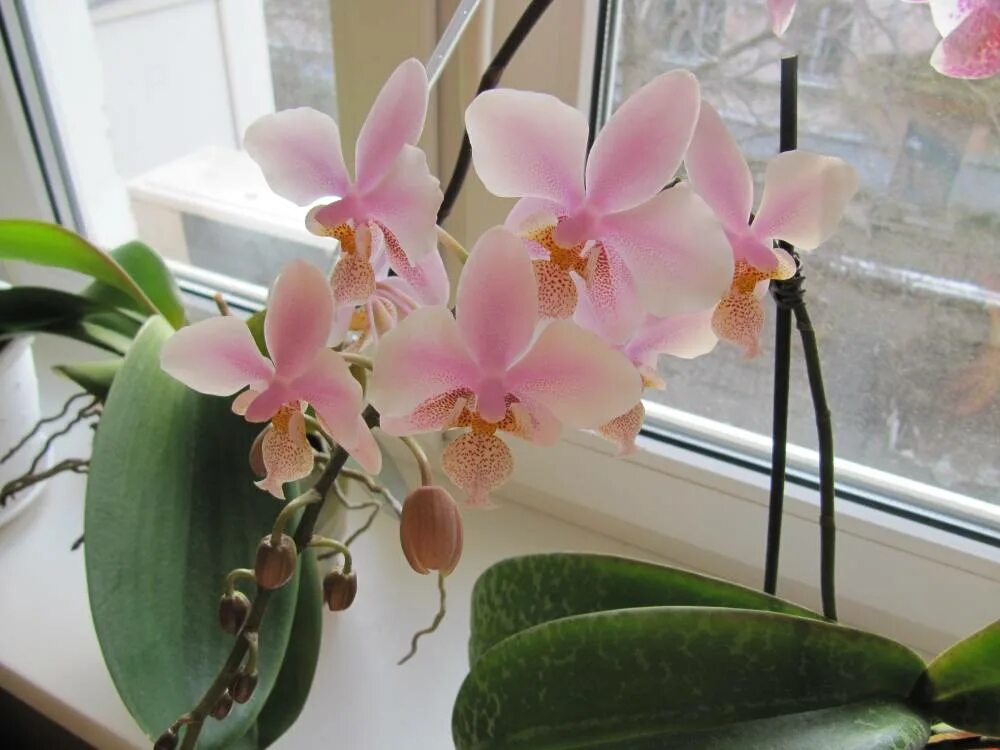 фаленопсис приметы. комнатный цветок орхидея фаленопсис. цветёт орхидея примета. родина орхидеи фаленопсис.