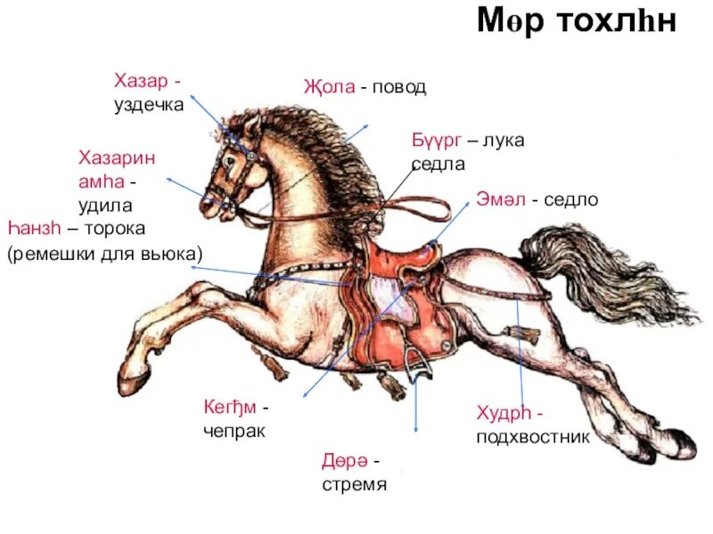 Где найти уздечку