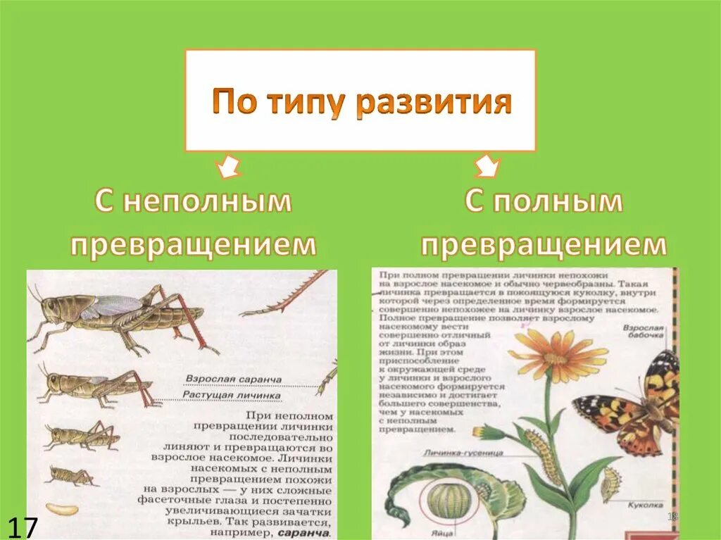 Божья коровка полное или неполное. Типы развития насекомых. Тип развития 1) с неполным превращением. Какие есть типы развития. Развитие с полным и неполным превращением.