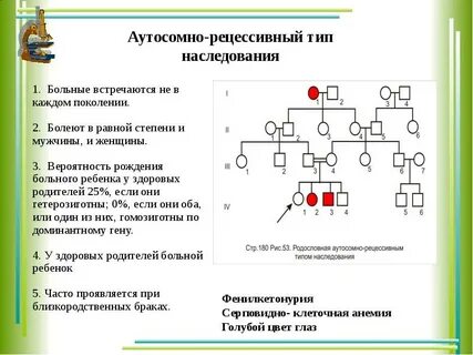 Псевдо аутосомные