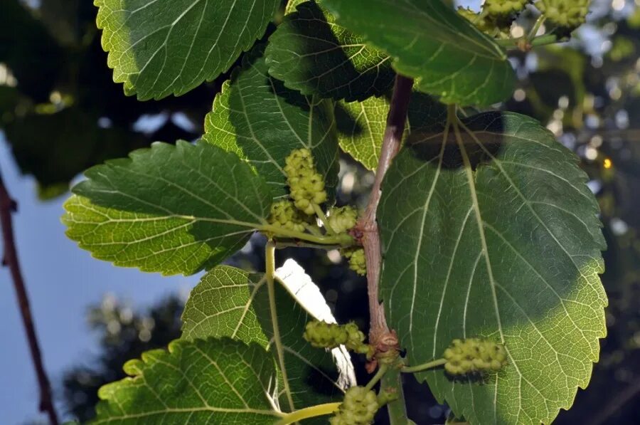 шелковица бруньки. тутовник старомосковский. соплодие шелковицы. шелковицу весной. шелковица геншин.