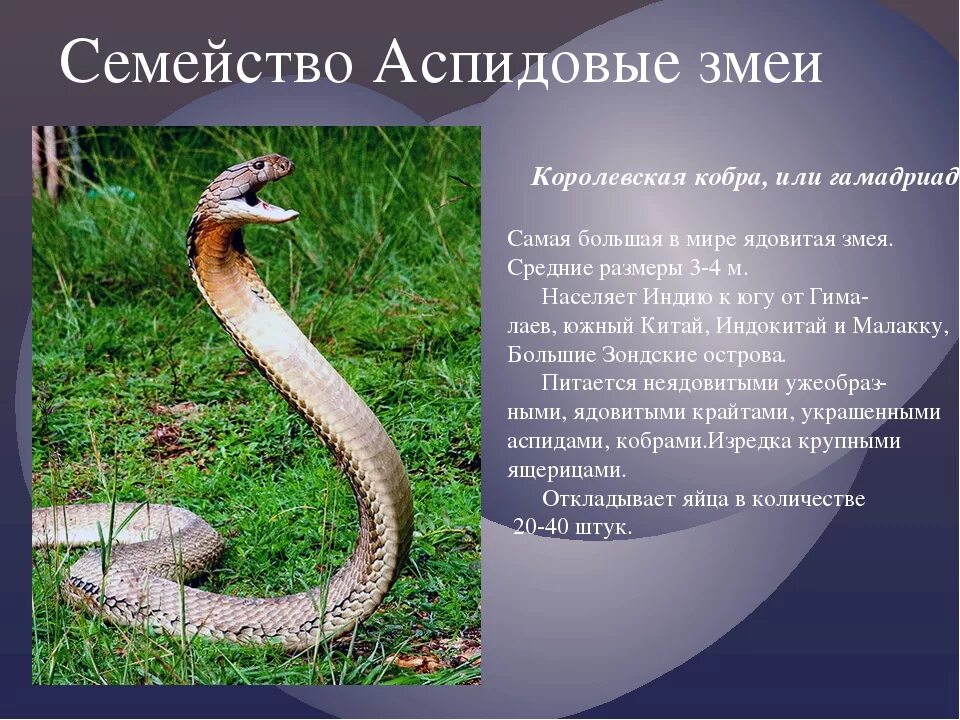 Змея содержание. Информация о змеях. описание змеи. презентация по биологии змеи. презентация о змеях.