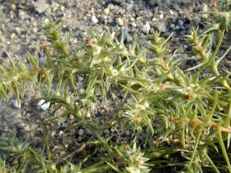 Солянка южная 5. Salsola Australis. Солянка Южная (Salsola Australis).. Солянка друммонда Salsola drummondii. Солянка Восточная (Salsola orientalis).