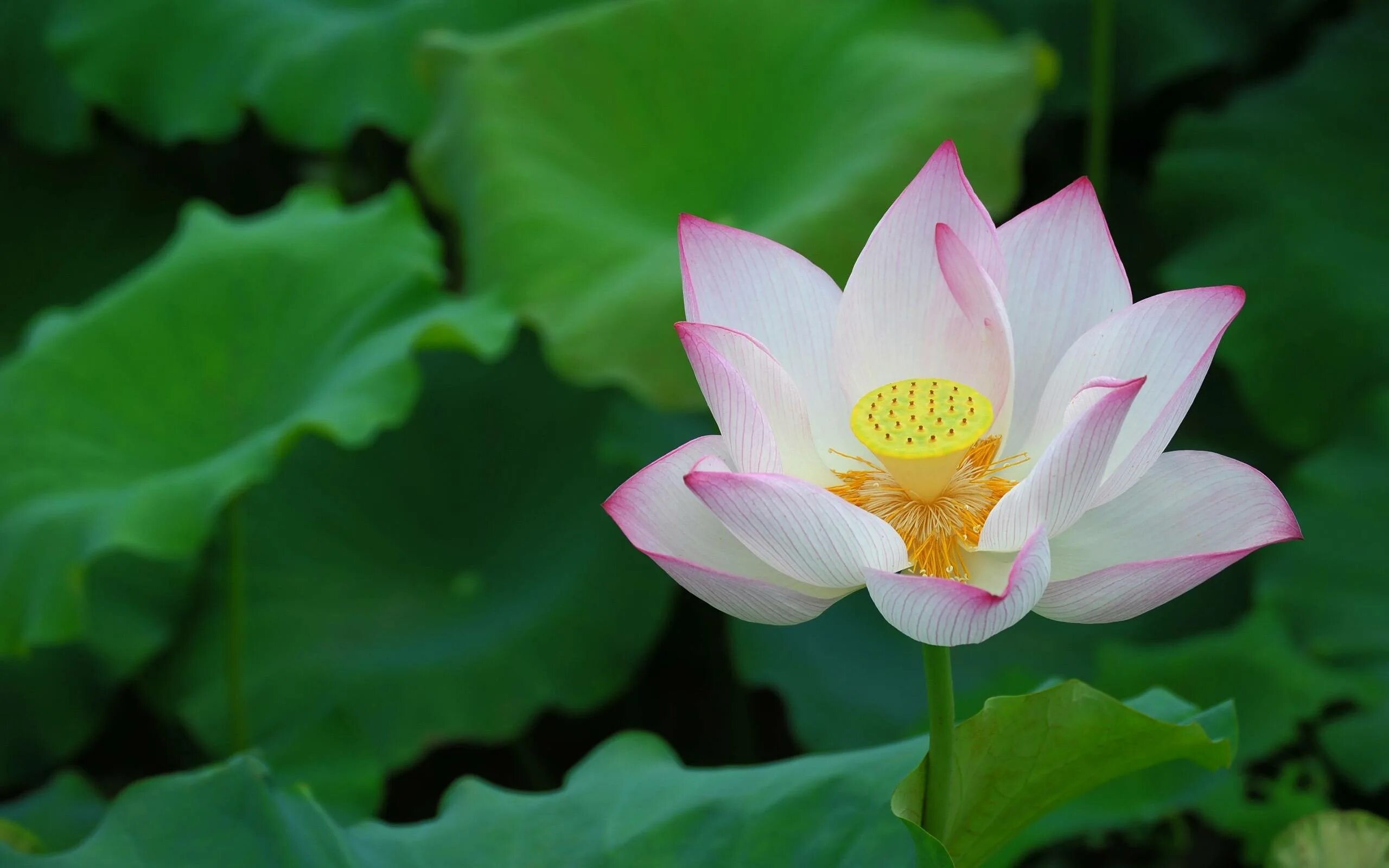 Лотос орехоносный. Растение цветок лотос. Лотус растение. Nelumbo nucifera). Лотос орехоносный (nelumbium speciosum).