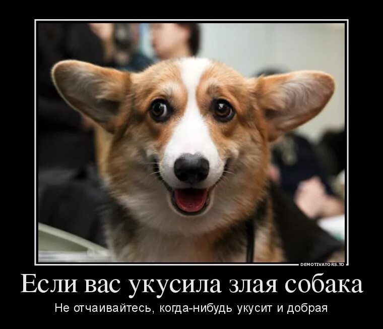 Шутки про собак. Демотиваторы про щенков. Анекдоты про собак смешные. Демотиваторы с собаками смешные.