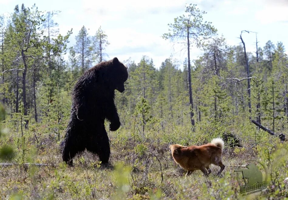 Медведь в тайге. Охота на бурого медведя в тайге.