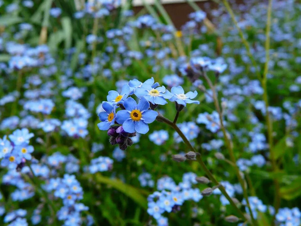 Поле незабудок. Незабудка мелкоцветковая. Незабудка Полевая (Myosotis arvensis). Незабудка Садовая голубая многолетняя. Незабудка Альпийская цветение.