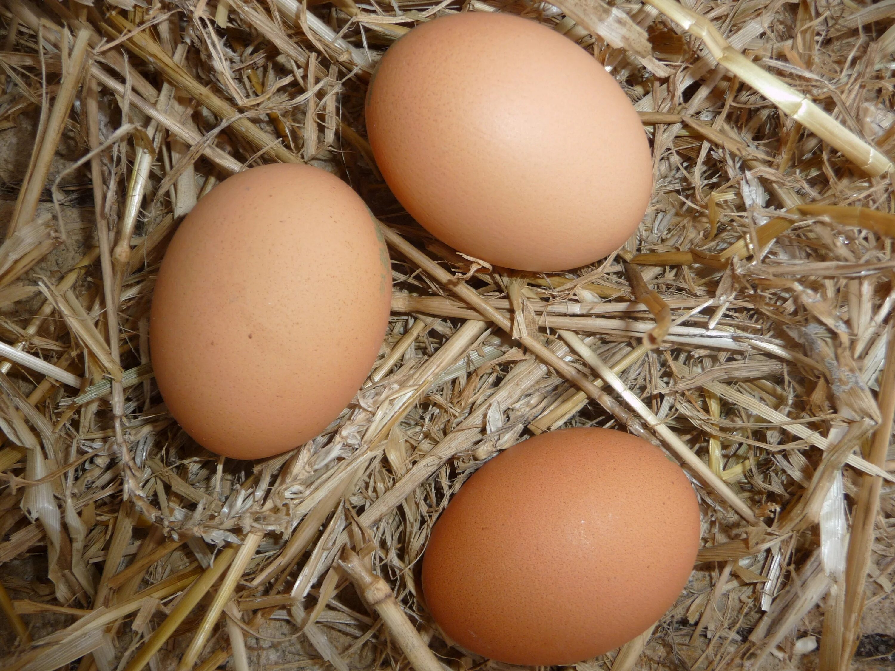Яйца птиц. Яйцо куриное. Гнездо с яйцами. Яйца кур. Bird яйца