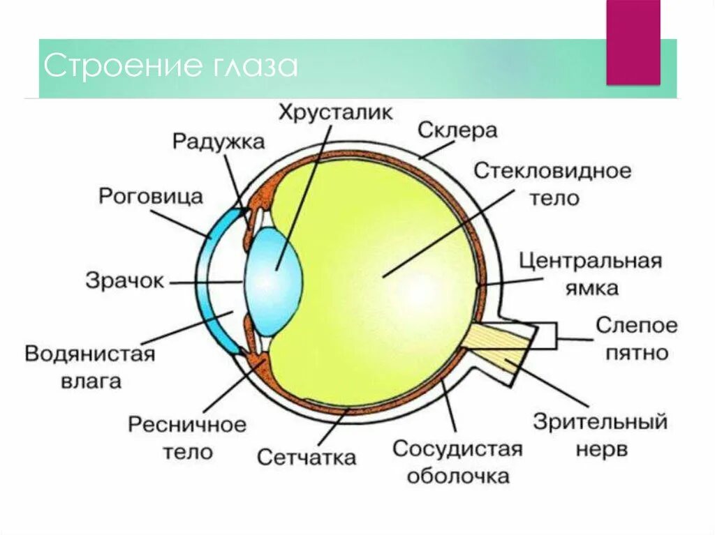 Строение зрительного анализатора глазное яблоко. Белочная оболочка глазного яблока. Строение глаза спереди. Строение глаза анатомия оптическая система.