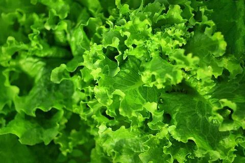 Vegetable stearate