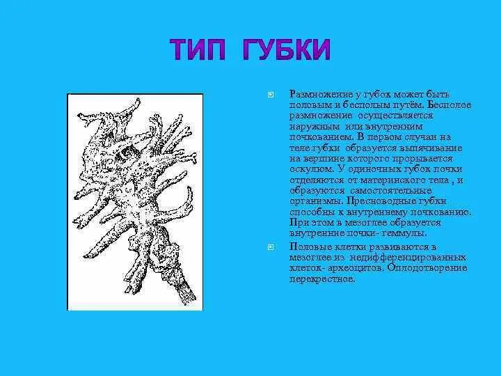 Особенности размножения губок. Тип губки размножение. Пресноводная губка размножение. Почкование губок.