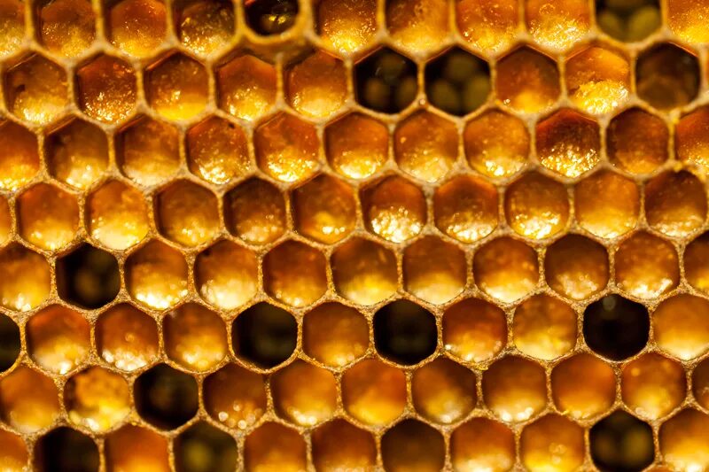 Перга в сотах. Перга в сотах. Перга в сотах фото. Пчела на сотах. Перга пчелиная с медом.