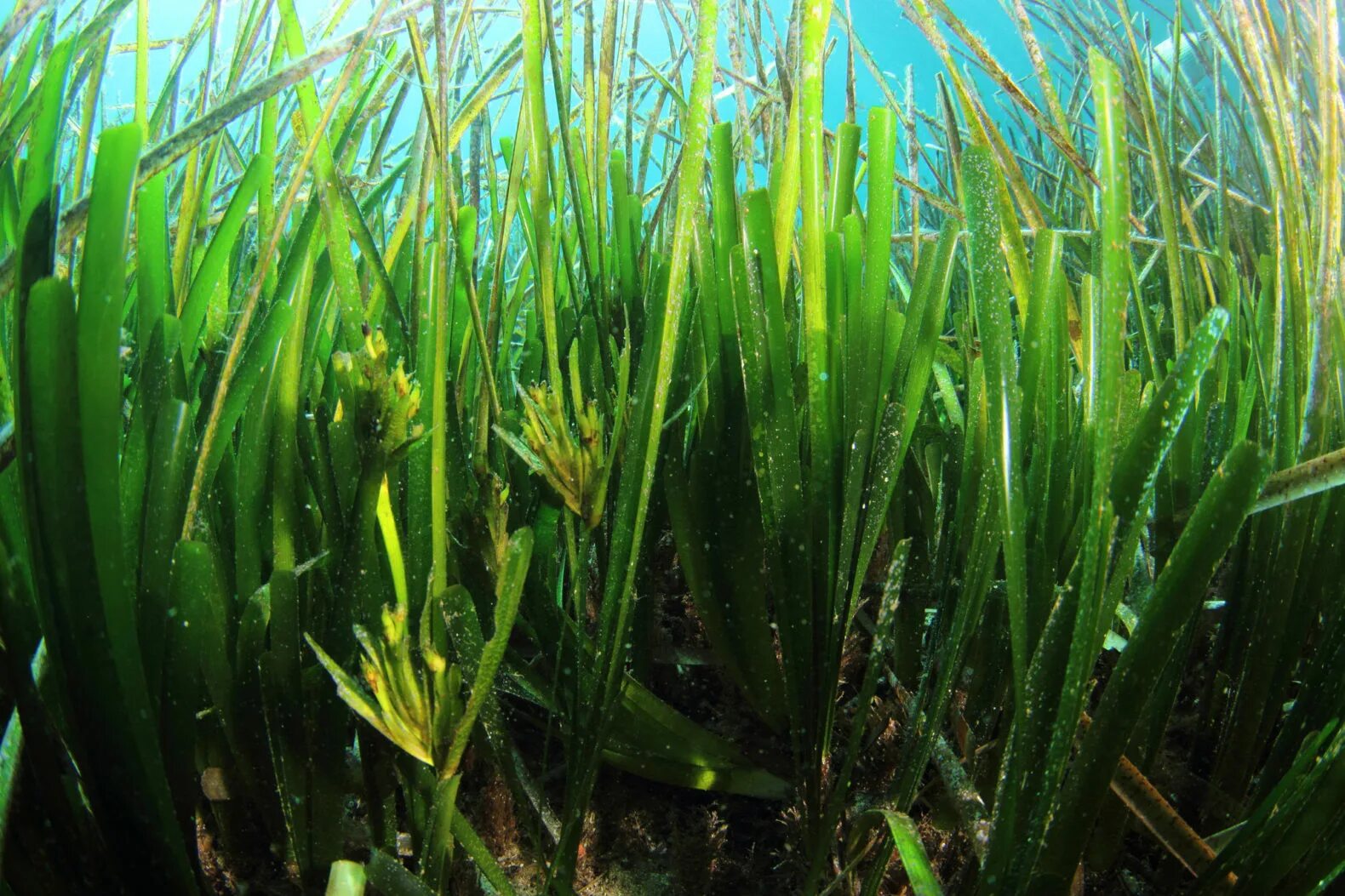 хетаморфа водоросль. водоросли роголистник. водоросли похожие. кладофора водоросль. каулерпа виноградная.