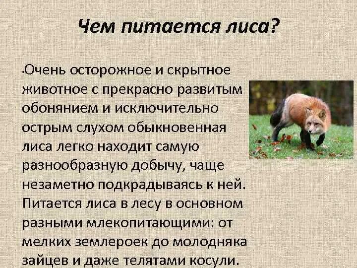 К какому сообществу относится лиса. Лисица краткое описание. описание лисы. лиса краткая характеристика. описание про лису.