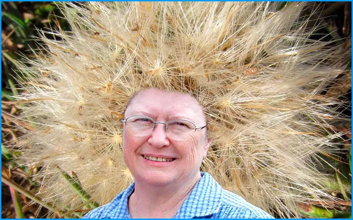 Божий одуванчик значение фразеологизма. Божий одуванчик. Человек одуванчик. Божий одуванчик фото. Божий одуванчик значение фразеологизма.