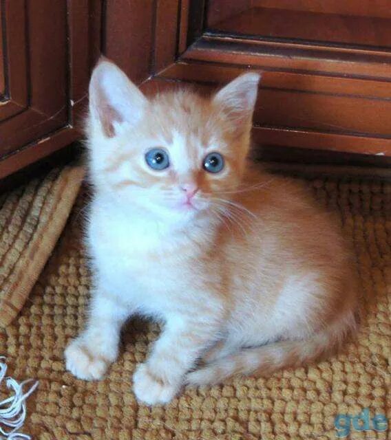 Купить кошку севастополь. Персиковый котенок с голубыми глазами. Персиковый кот с голубыми глазами. Кот персикового окраса с голубыми глазами. Котята персикового цвета с черными глазами.