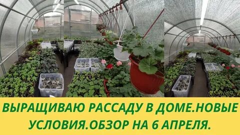 Что посадить в теплице в апреле