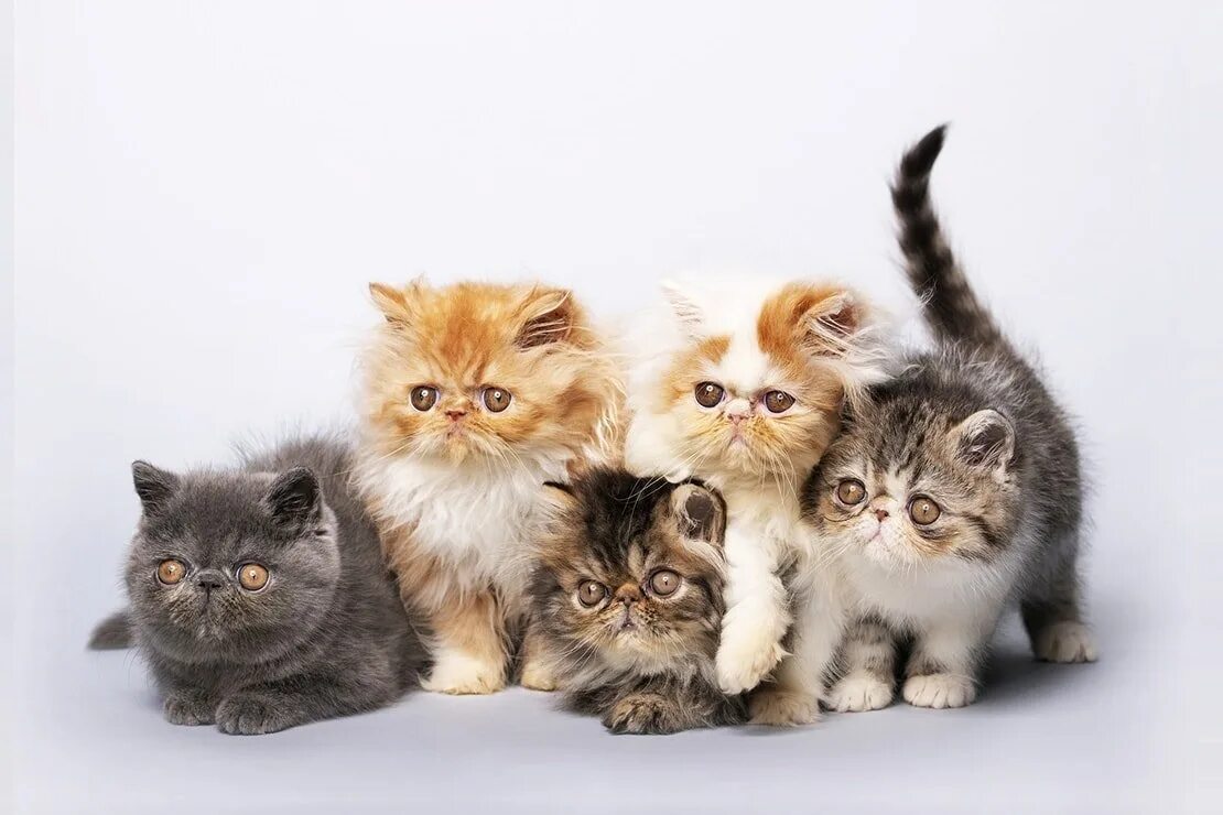 Четыре кошки. Котята разных расцветок. Мейн-кун. Коты мейн куны. Породы кошек видео для детей.