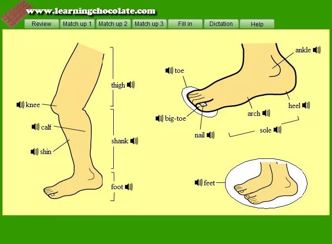 Стопа ноги анатомия. Нога описание частей. Calf часть тела. Feet на английском. Foot по английски