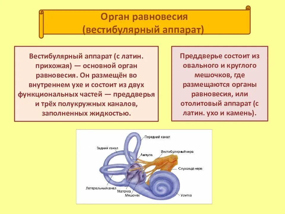 Внутреннее ухо равновесие. Структура вестибулярного аппарата строение функции таблица. Вестибулярный аппарат уха функции. Строение вестибулярного аппарата таблица. Вестибулярный аппарат орган равновесия кратко.