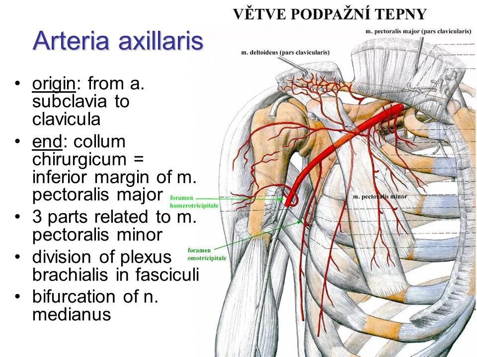 A circumflexa scapulae