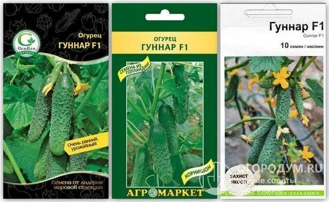 Гуннар сорт огурцов. Огурец гуннар f1 партнер. сорт огурца гуннар. огурец диригент f1. огурец (гавриш) гуннар.