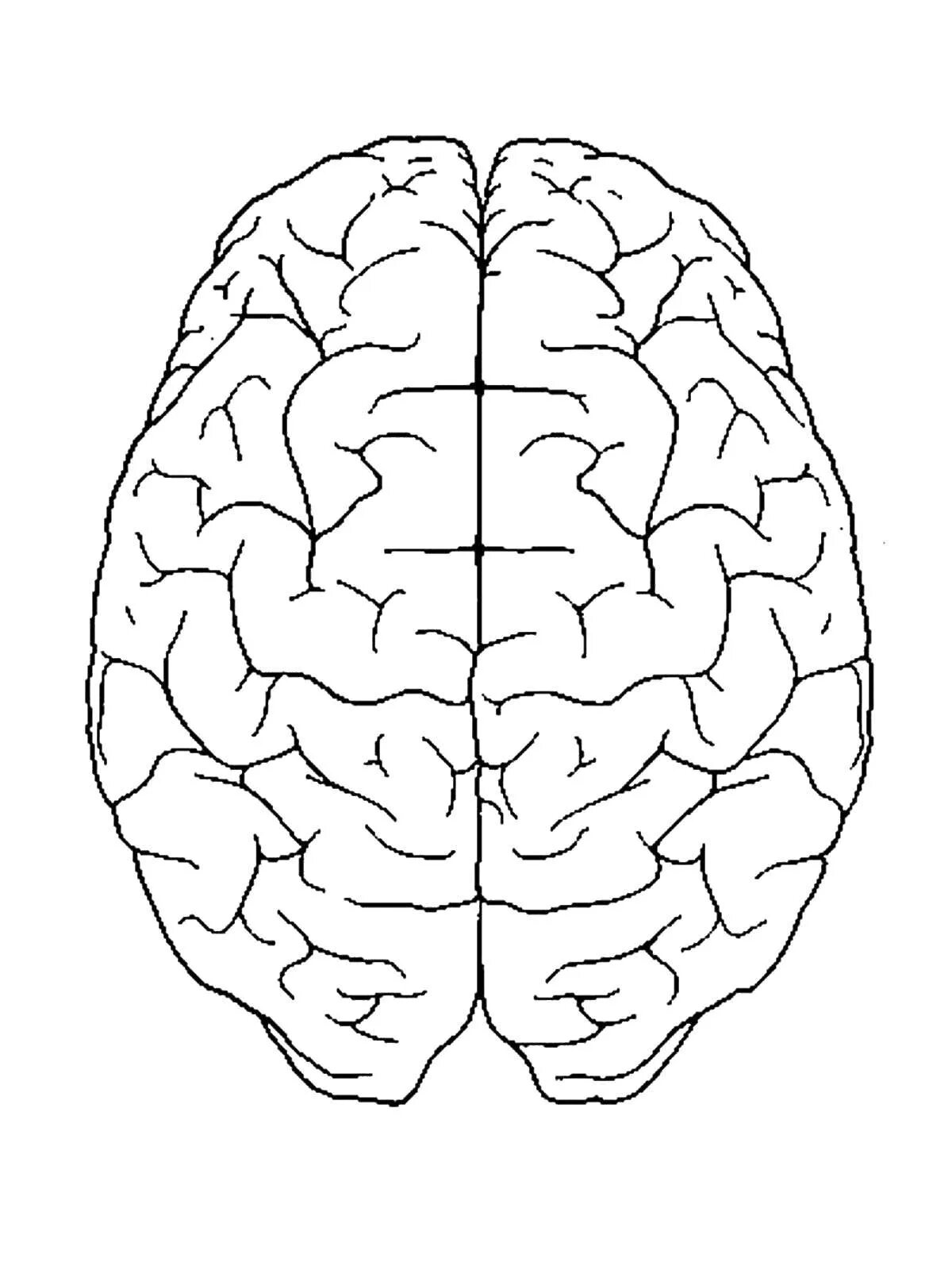 Мозг раскраска. Мозг человека раскраска. Головной мозг раскраска.