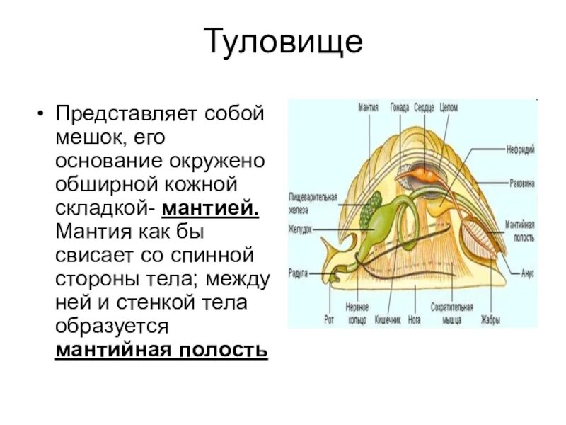 Мантия у моллюсков представлена. Мантия моллюсков это кожная складка. Мантия и мантийная полость у моллюсков. Мантия и мантийная полость. Тело моллюска имеет мантию