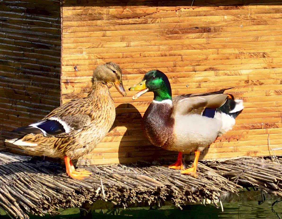 Индоутка скрещенная. Селезень утки. Утки вдалеке. Селезень. Село утка.