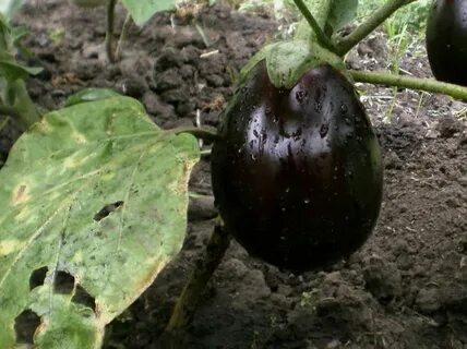 У баклажан белеют листья что делать