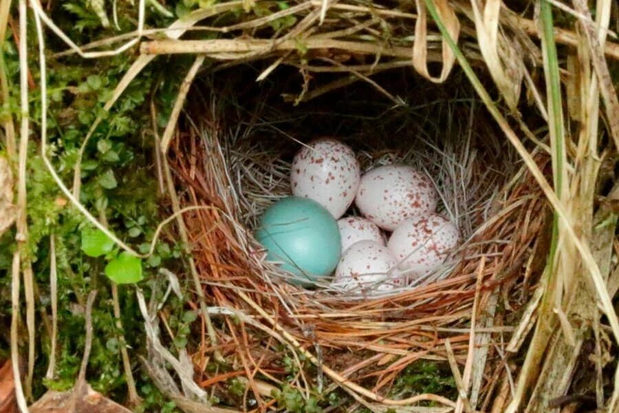 Яйца кукушки фото. Пеночка пересмешка гнездо. Гнездо пеночки. Пеночка-теньковка гнездо. Пеночка пересмешка яйца.