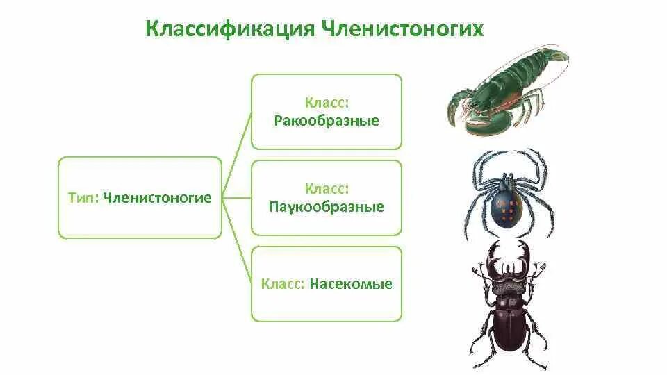 Покров ракообразных паукообразных насекомых. Тип Членистоногие схема. Тип Членистоногие общая характеристика систематика. Тип Членистоногие класс насекомые 7 класс биология. Систематика типа Членистоногие насекомые.