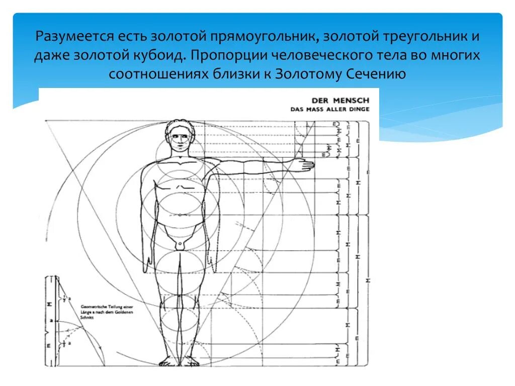 Золотое сечение рентгенодиагностические центры. Золотое сечение Фибоначчи. Пропорции человеческого тела. Число Фибоначчи золотое сечение. Золотое сечение пропорции треугольника.