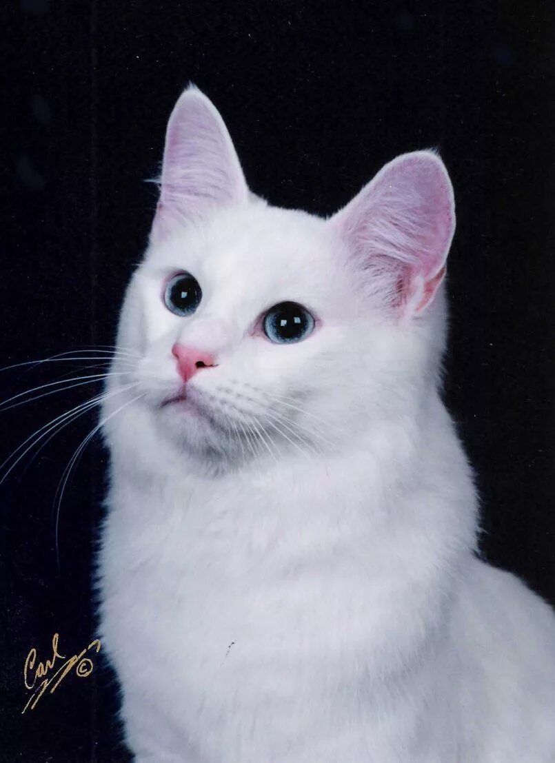 Какая порода белых котов. Белая ангорская кошка. Ангорская кошка турецкая ангора. Турецкая ангорская белая кошка. Турецкая ангора кот белый.