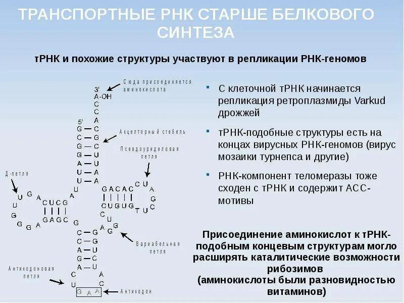 Синтез аланил ТРНК. Синтез транспортной РНК. Структура РНК. Характеристика ТРНК.