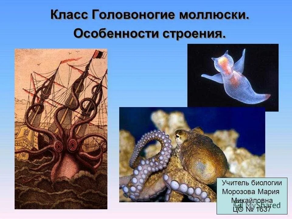 Характеристика класса головоногие. Осфрадии головоногих. представители головоногих моллюсков. два подкласса головоногих моллюсков. моллюски головоногие герматофиды.