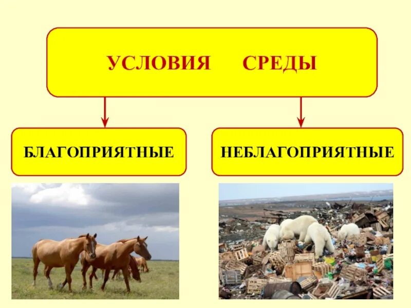 Связь с условиями среды. Условия среды благоприятные и неблагоприятные. Условия для жизни благоприятные и неблагоприятные. Неблагоприятные условия для жизни животных. Благоприятные и неблагоприятные условия для животных.