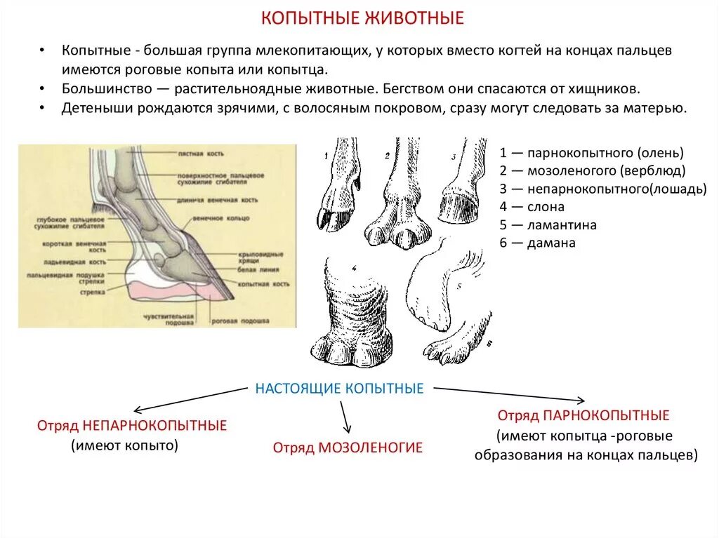 Отряд парнокопытных и непарнокопытных отличия. Строение конечностей непарнокопытных. Общая характеристика отрядов парнокопытные и непарнокопытные". Непарнокопытные млекопитающие таблица.