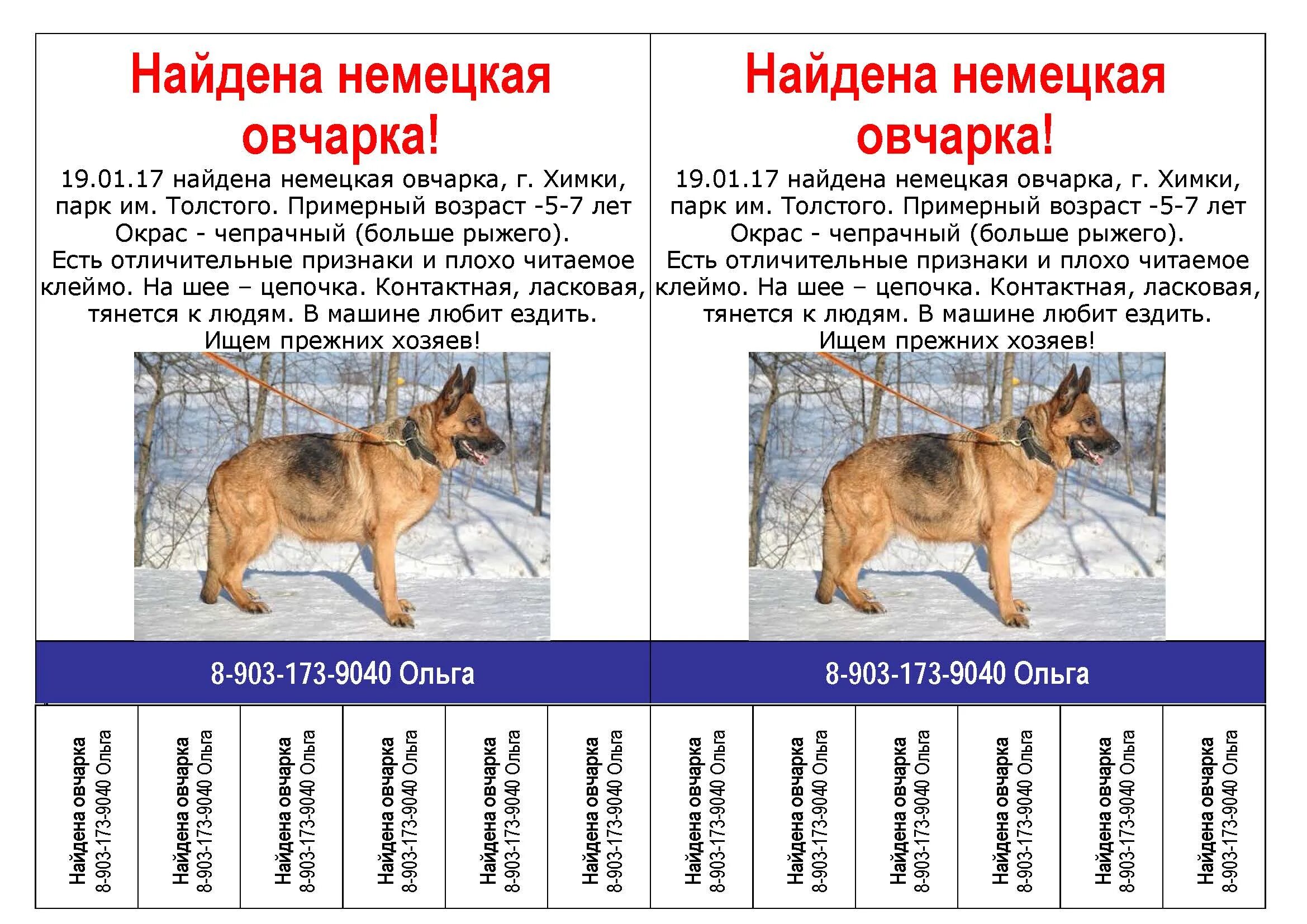 Вес овчарки в год кобеля немецкой. Вес кобеля немецкой овчарки в 1 год. Стандарт породы собак немецкая овчарка. Вес немецкой овчарки крупные кобели.