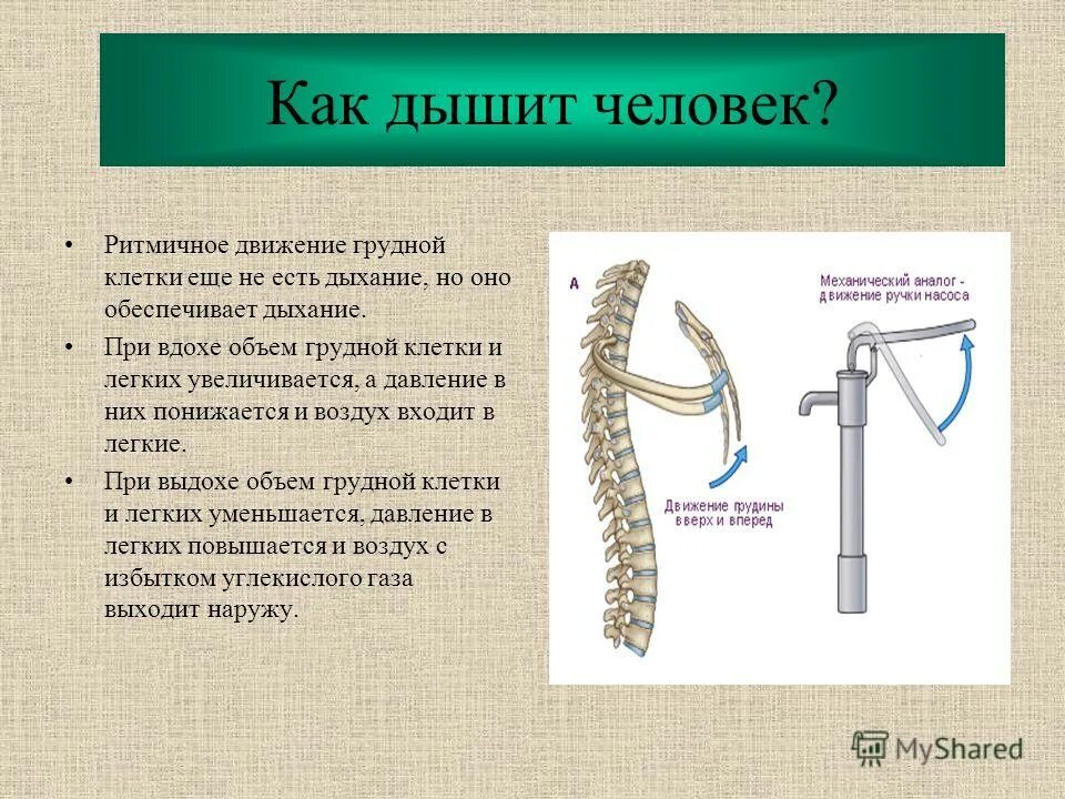 Травмы дыхательной системы. Дыхательные движения. Увеличение объема грудной полости обеспечивает вдох. Во время вдоха объем грудной полости. Дыхательные движения выдох.