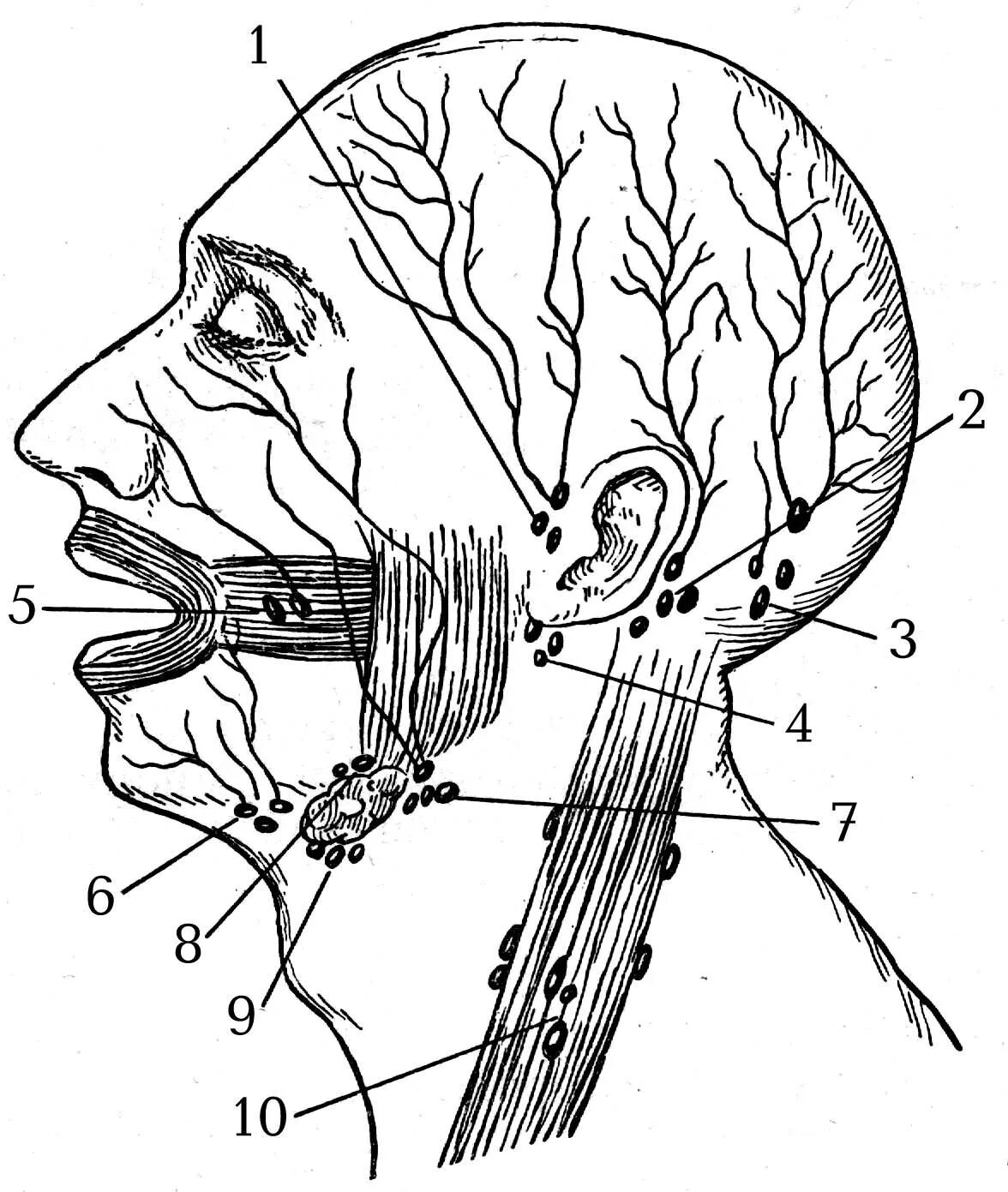 Поднижнечелюстные лимфоузлы узлы. Околоушные лимфатические узлы схема. Лимфоузлы околоушной области анатомия. Лимфатическая система нижней челюсти.