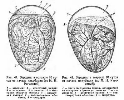 Яйцо без зародыша