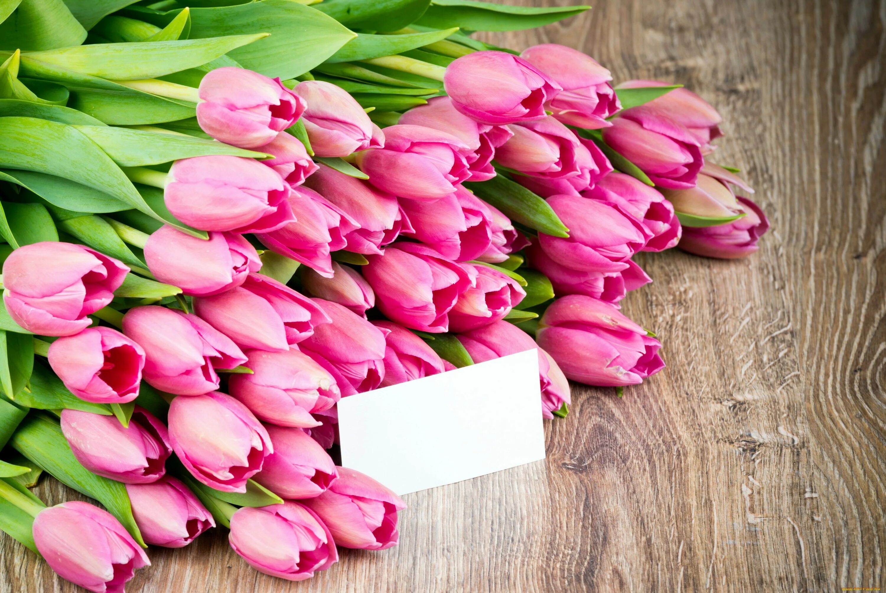 Цветы тюльпаны. Букет тюльпанов. Розовые тюльпаны. Обои на телефон красивые тюльпаны