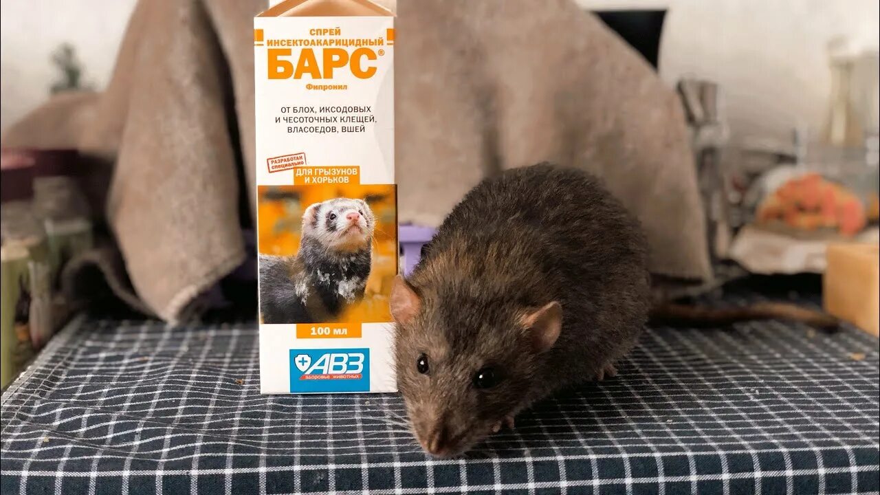 Как вылечить домашнюю крысу