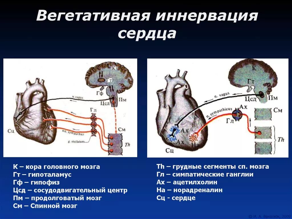 Схема парасимпатической иннервации сердца. Парасимпатическая иннервация сердца физиология. Схема симпатической иннервации сердца физиология. Симпатическая иннервация сердца схема.