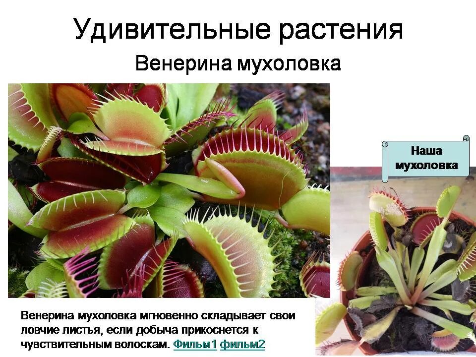 Необычные цветы описание. Удивительное растение сообщение 5 класс. Удивительные и интересные растения сообщение. Цветок паразит раффлезия. Удивительное растение сообщение 5 класс.