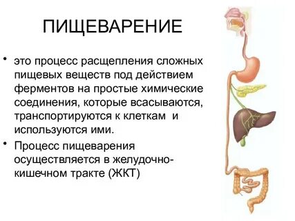 Какой орган вырабатывает пищеварительные ферменты
