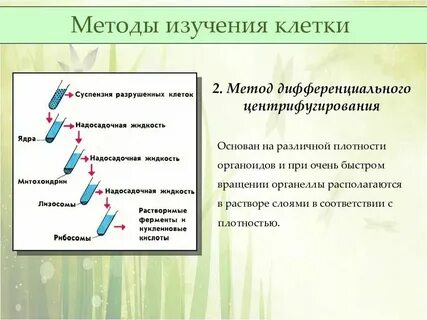 Таблица изучения клетки биология