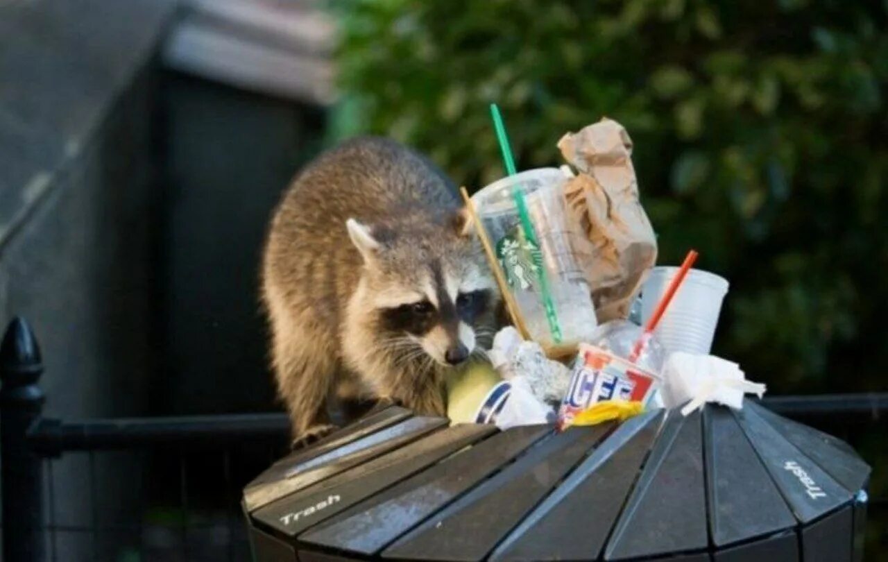 Помойный енот. Энот в мусарке. Dumpster raccoon. Енот в помойке. Грязный енот.