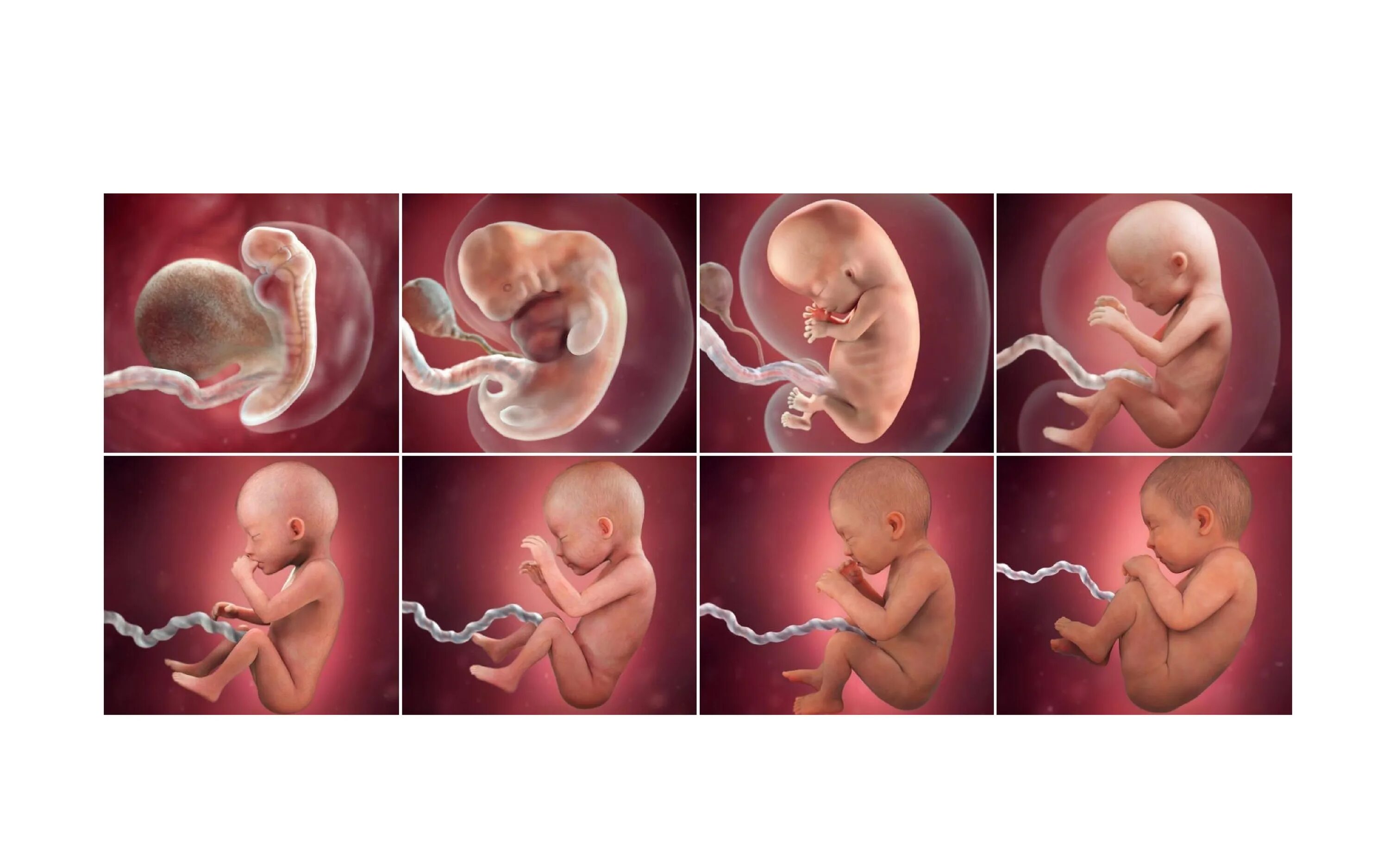 1 го месяца после. Зародыш эмбрион плод стадии. Стадии развития зародыша человека по неделям. Стадие развитие эибриона. Зародыш тчеловека по неделям.